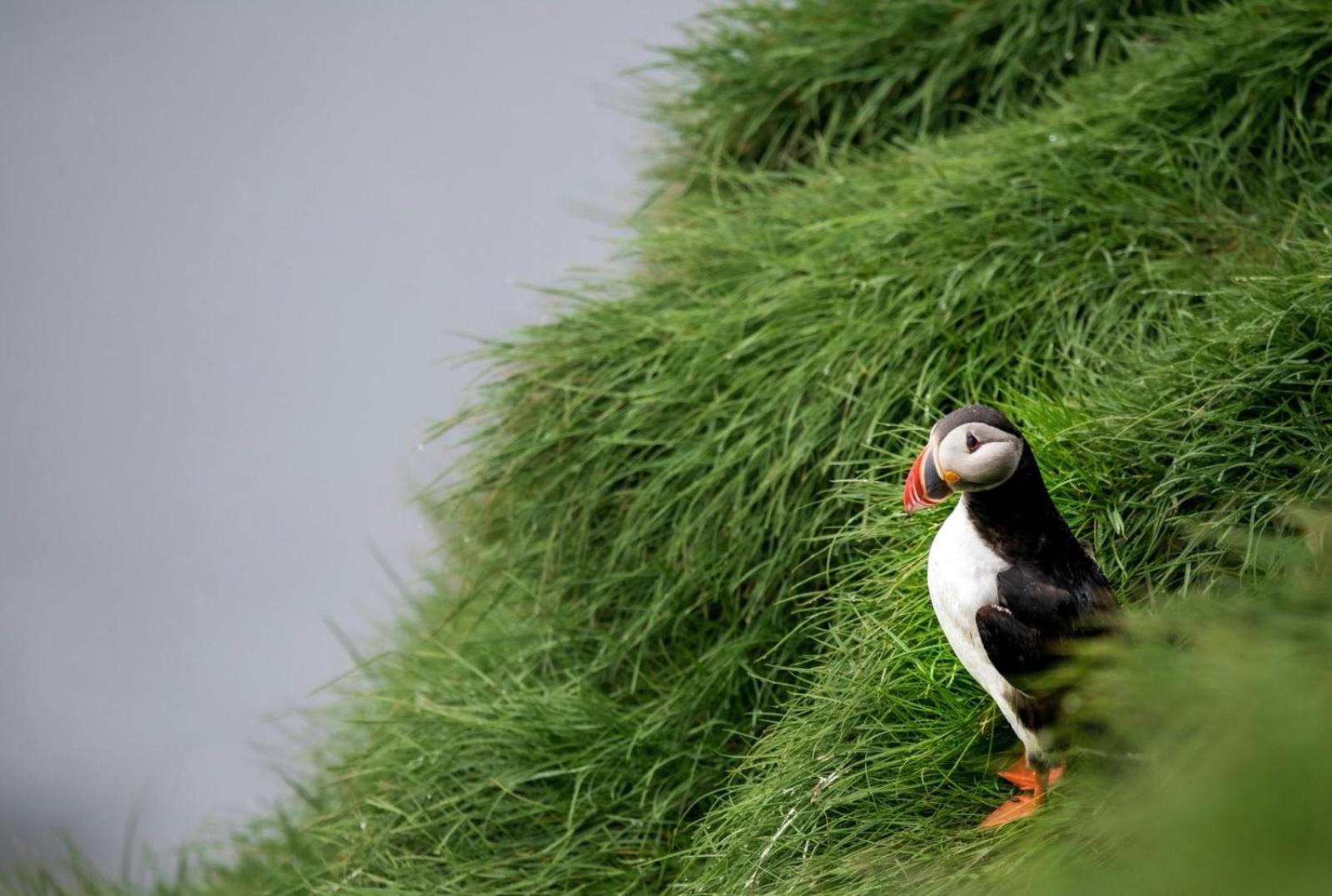 Puffin Rooms Lisdoonvarna Eksteriør bilde